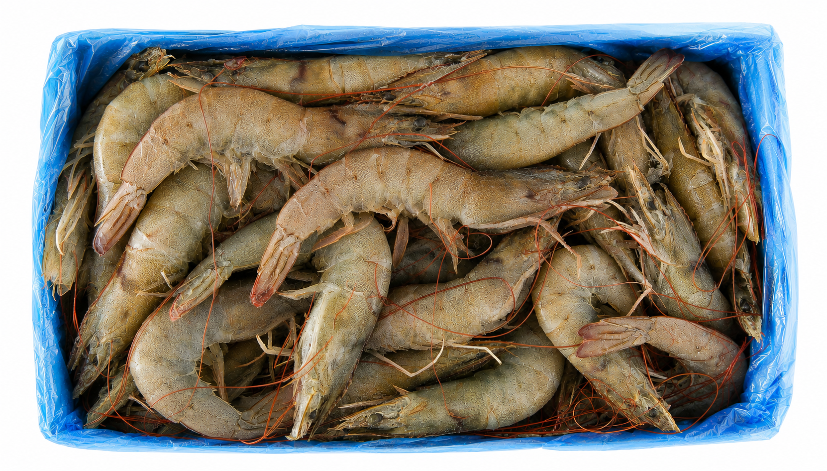 Creveți cu carapace, cu cap, 20/30 congelați 2 kg