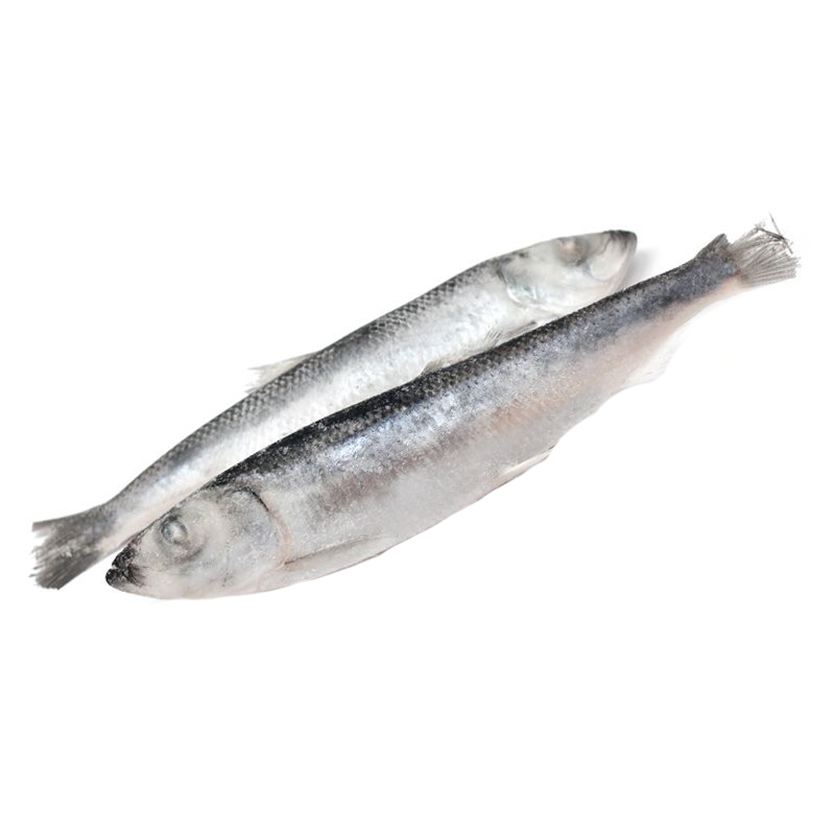 Salaca congelată 11-14 cm  / 13 kg